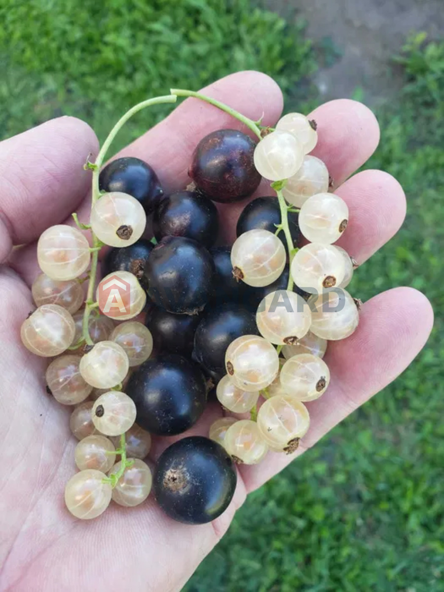 ���, 190 ��.�. ���� 17