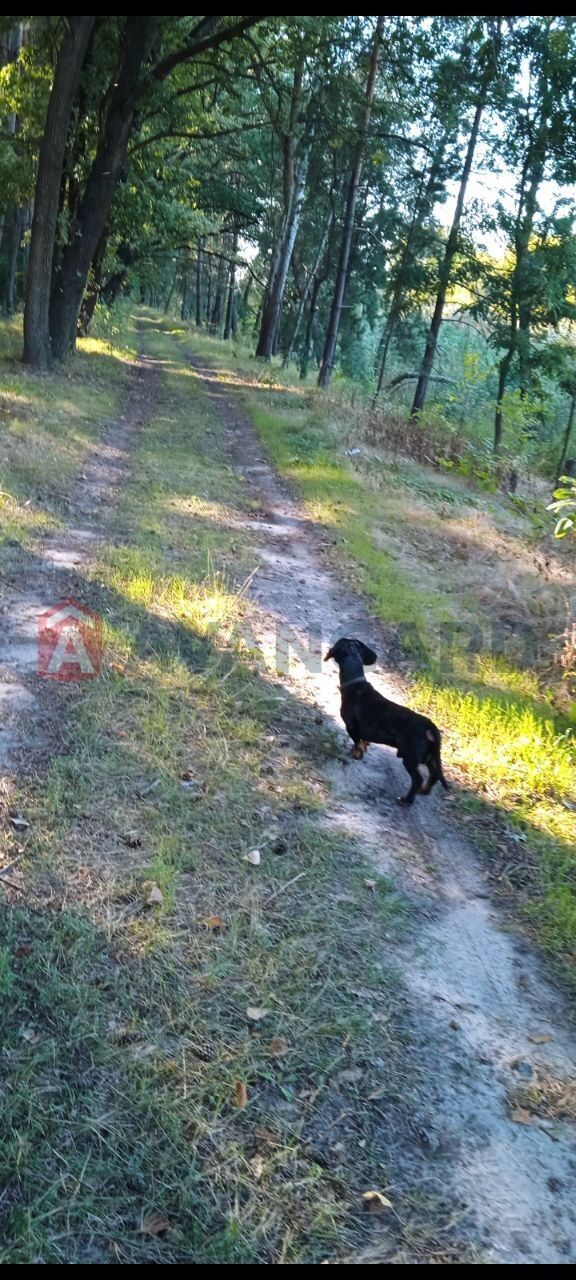 �������, 55 ��.�. ���� 15