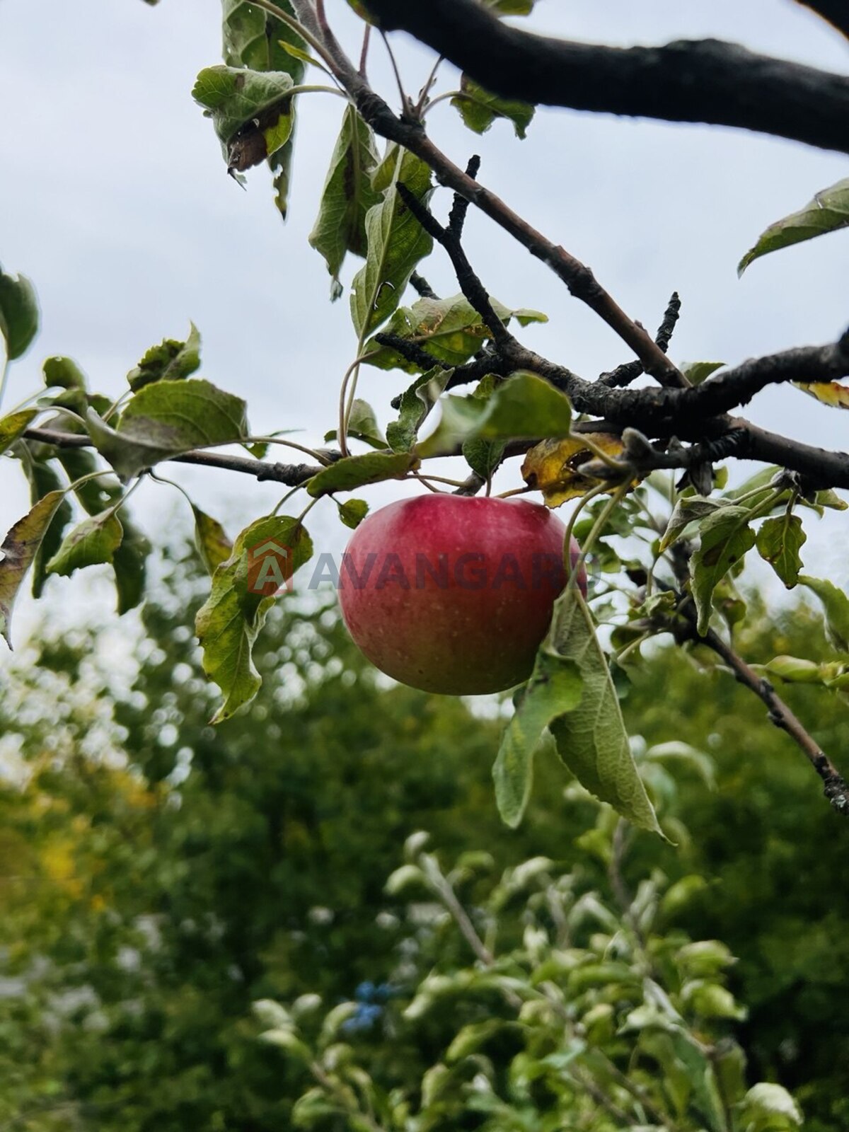 ���, 98 ��.�. ���� 8