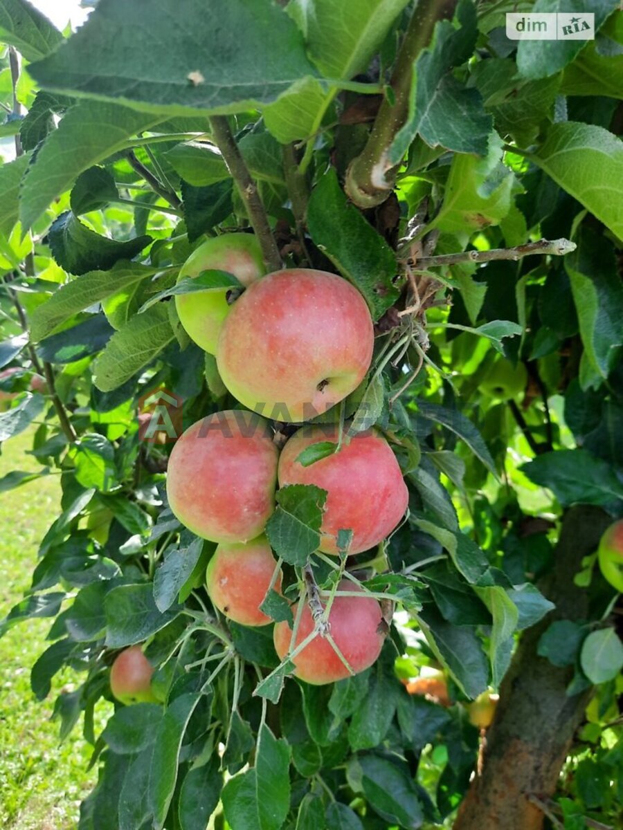 �������, 378 ��.�. ���� 20