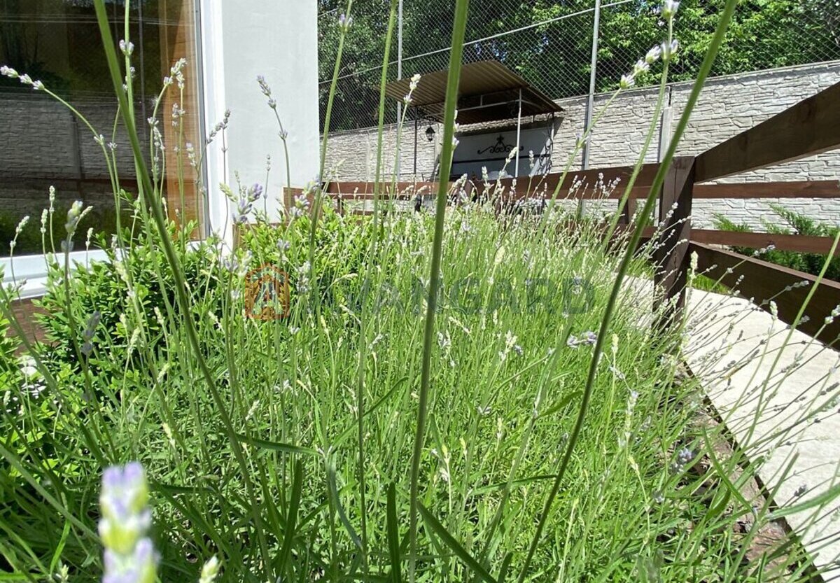 ���, 126 ��.�. ���� 19