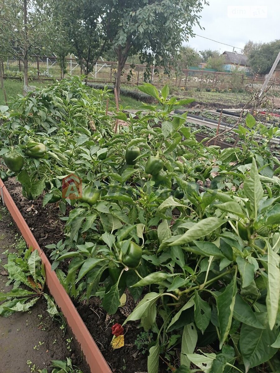 ���, 84 ��.�. ���� 23