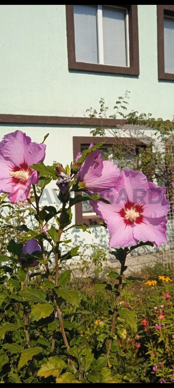 �������, 55 ��.�. ���� 13