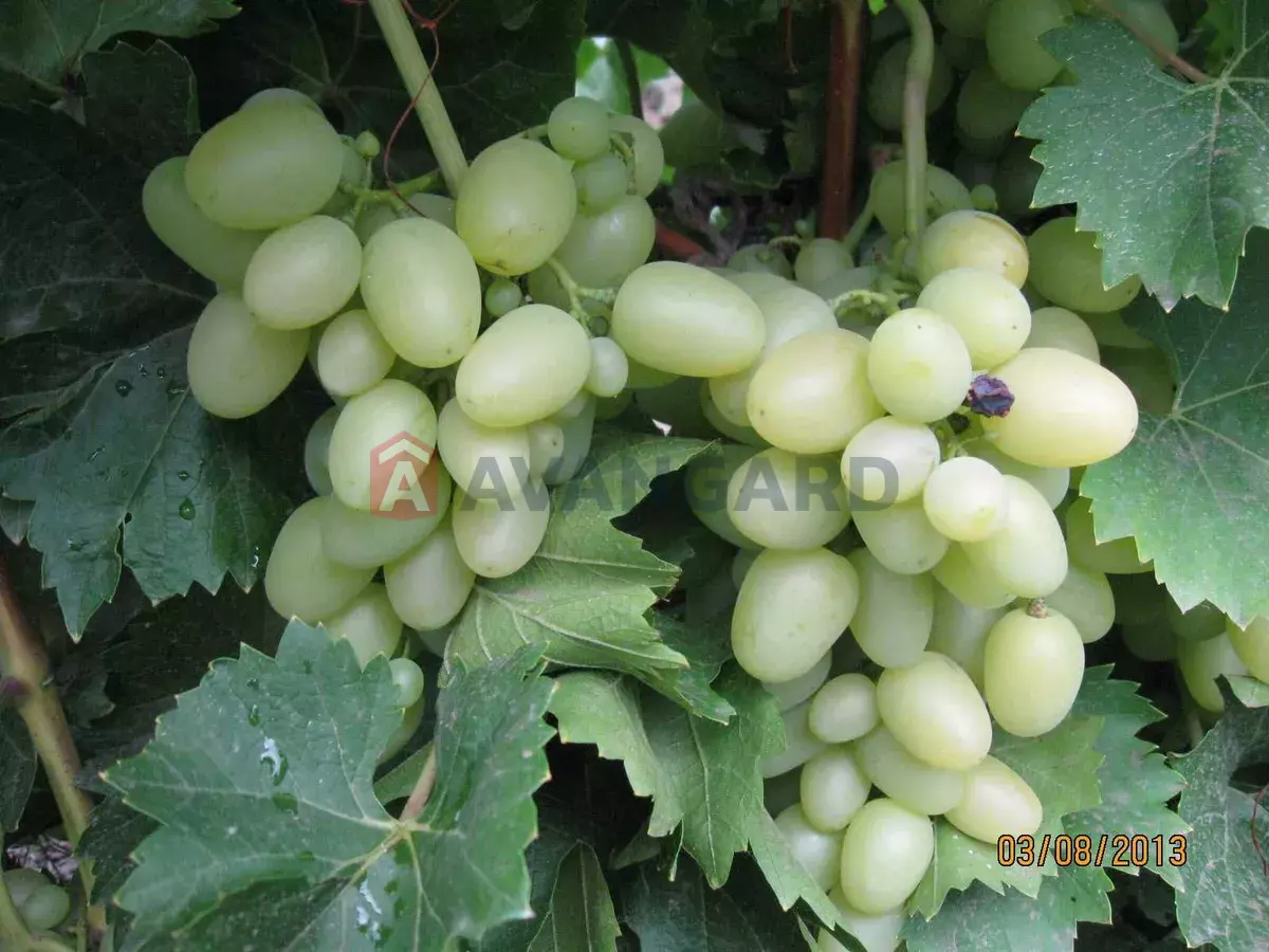 ����, 80 ��.�. ���� 1