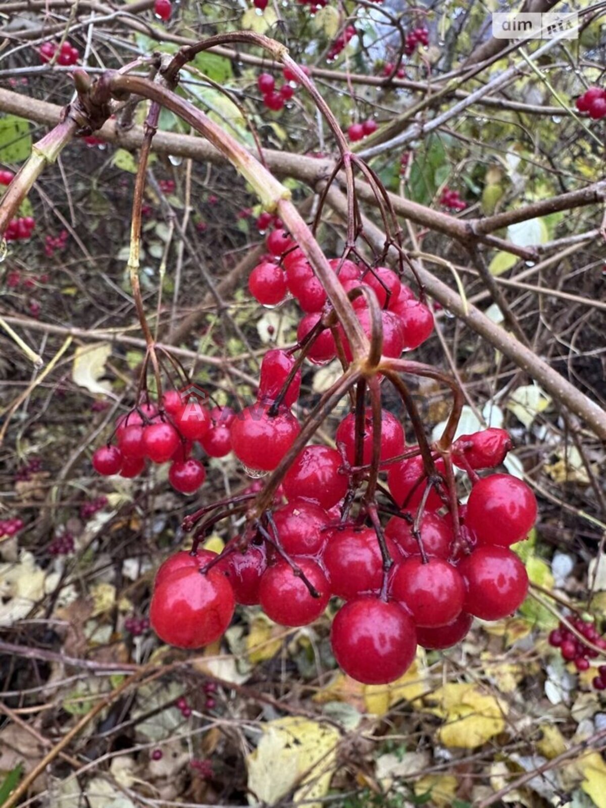 250 ��.�. ���� 13