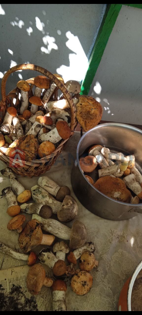 �������, 55 ��.�. ���� 19