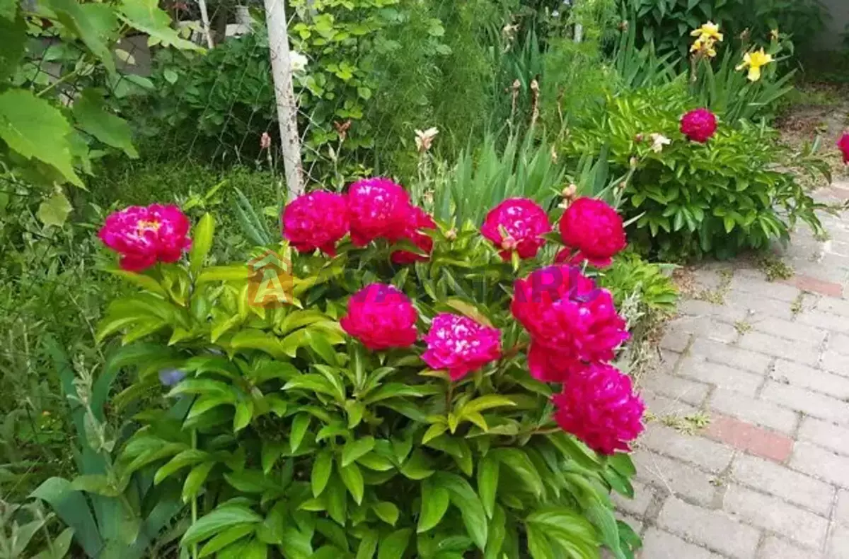 ���, 70 ��.�. ���� 16