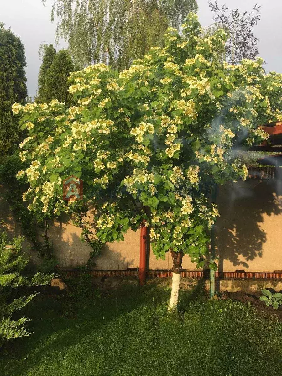 ����, 80 ��.�. ���� 23