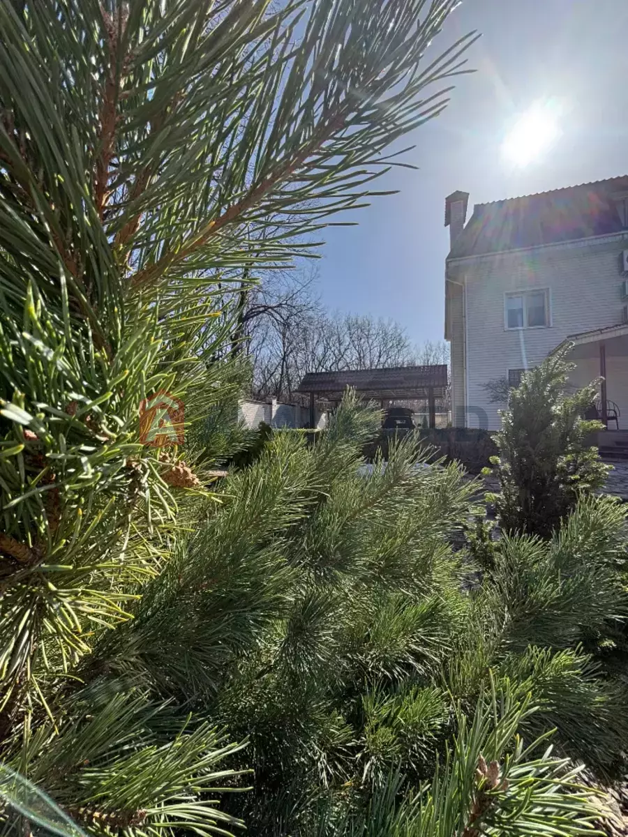 �������, 296 ��.�. ���� 3