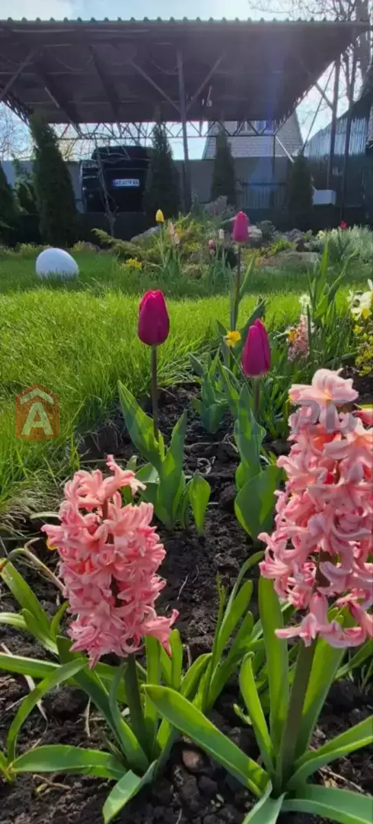 ����, 80 ��.�. ���� 26