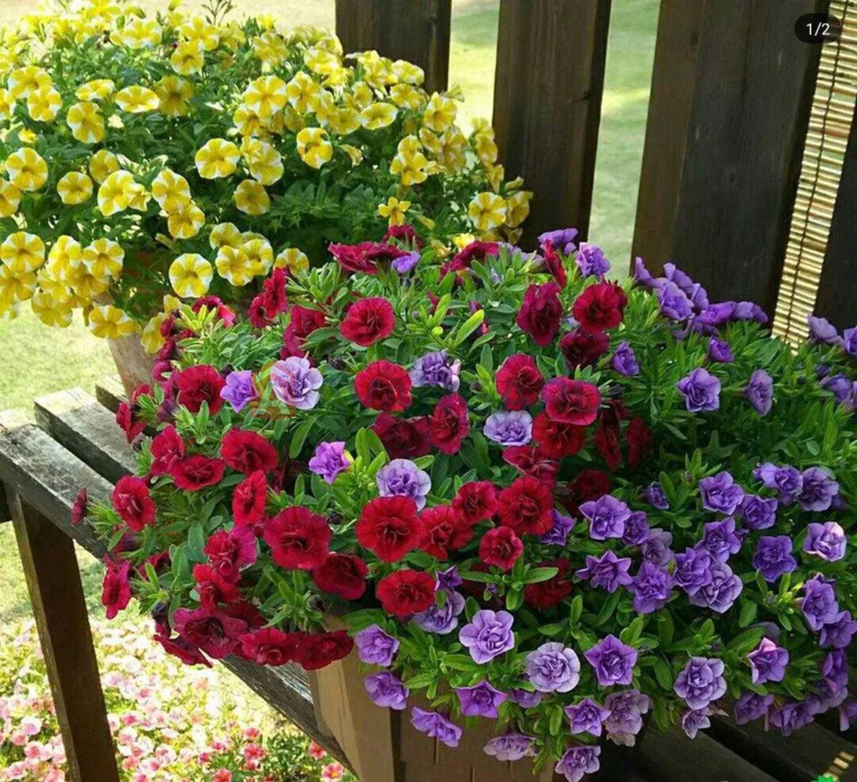 �������, 176 ��.�. ���� 24