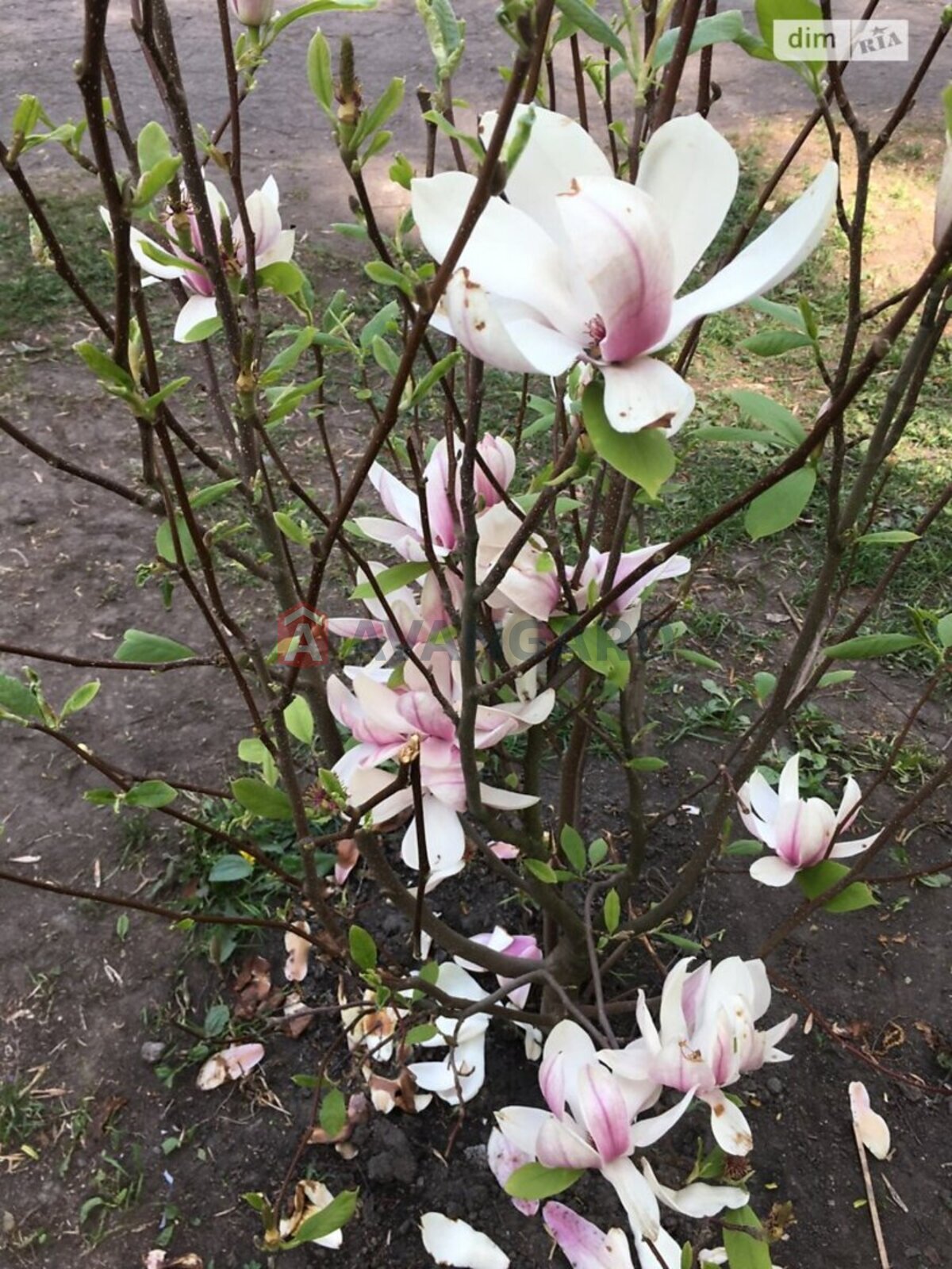 �������, 275 ��.�. ���� 16