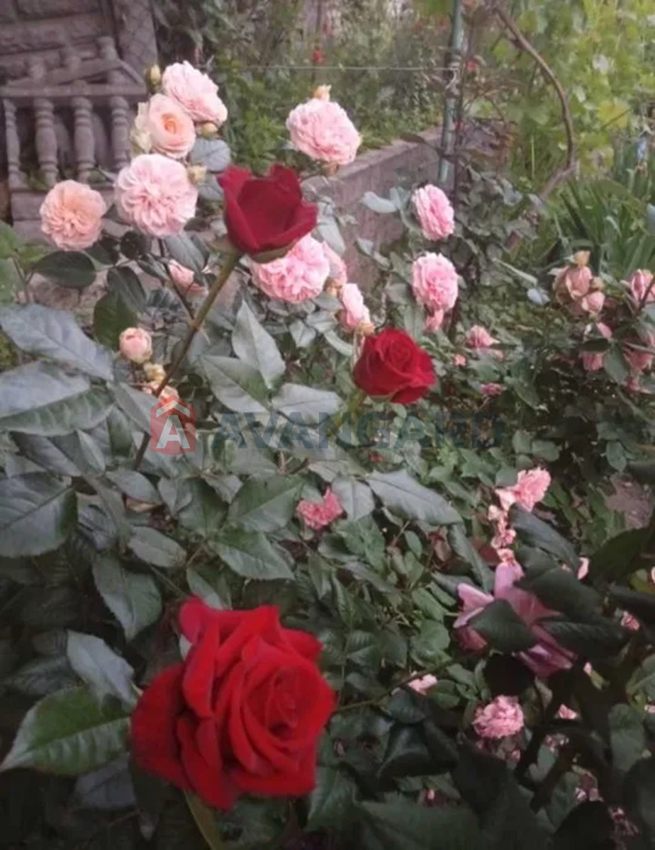 ������� �������, 38 ��.�. ���� 23