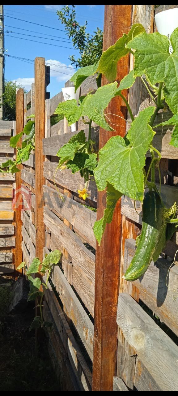 �������, 55 ��.�. ���� 18