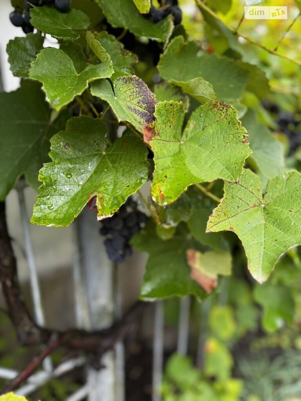 �������� ������ ���� 6