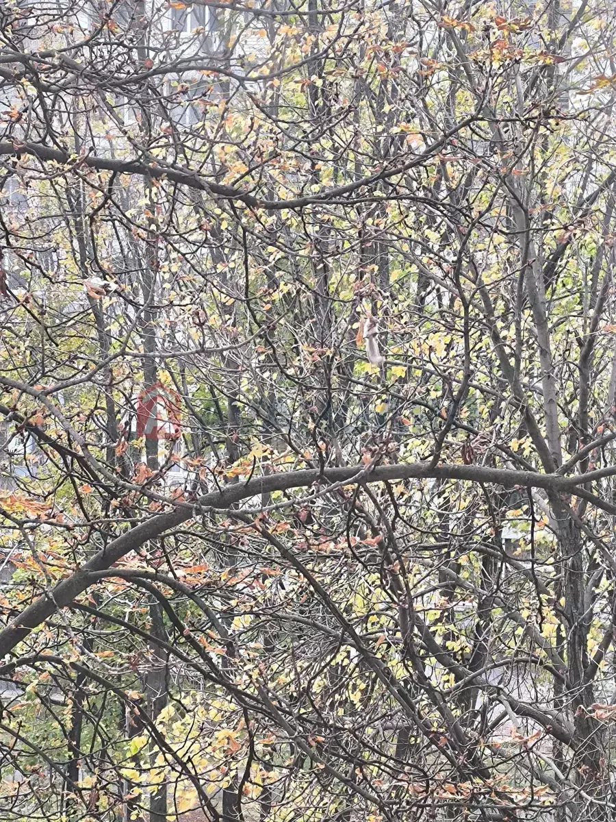 4 комн. квартира, 80/-/7 кв. м., 5/9 этаж фото 7 4 комн. квартира, 80/-/7 кв. м., 5/9 этаж фото 7